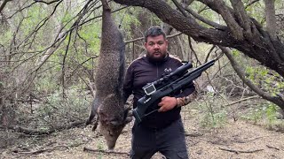 Cacería de Jabalí 🐗 Con El Rifle de Aire PCP más económico del mercado( T-rex bullpup ) #pcphunters 