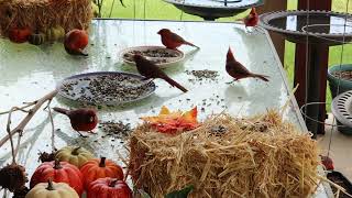 Fall Y'all! Cardinal Cafe and pool. by Backyard Cardinals 16,933 views 6 months ago 7 minutes, 47 seconds