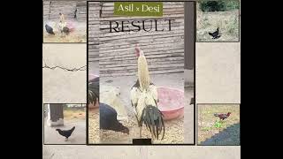 Asil cross Pure Desi results