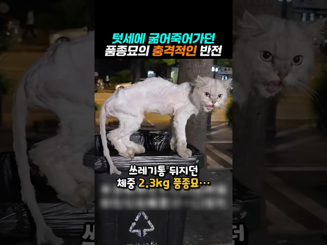 버려지고 텃세에 굶어죽어간 고양이의 최후