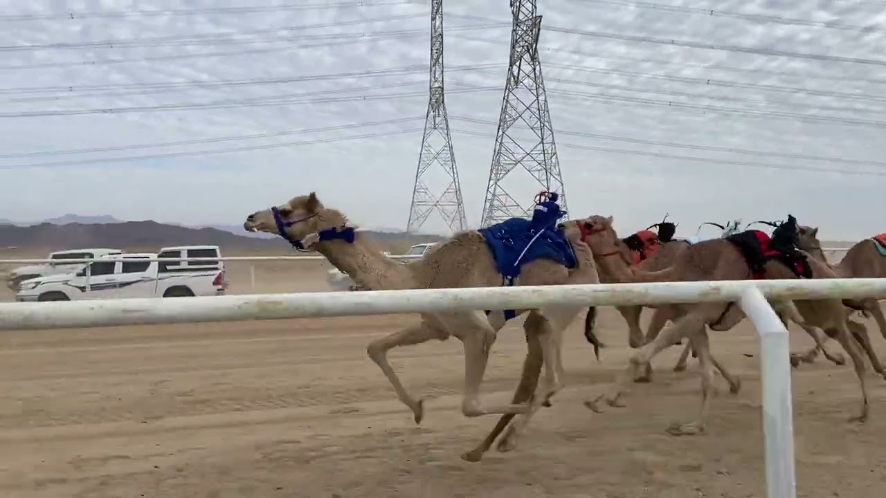 الشوط الاول بكار حقايق هيبه خالد بن ابراهيم الحويطي التوقيت 4/27