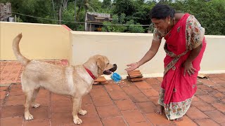 Labrador puppy meets his mom in terrace to pet him | Little John |