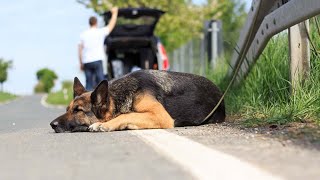 8 Things You Should NEVER Do With Your Dog