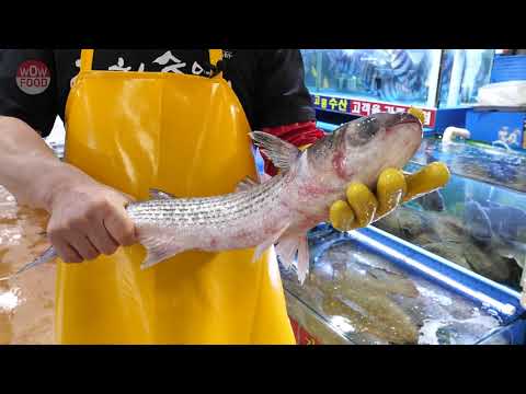 봄철 별미 보리숭어/Living Mugil cephalus sashimi/Mullet/<strong>fillet</strong>/ボラ
