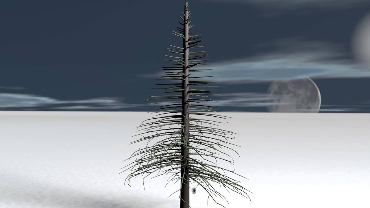 Christmas Tree Growing 