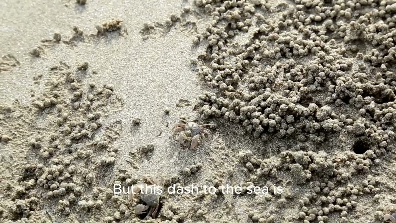 Hatching Under the Stars  The Perilous Start of a Sea Turtle's Life