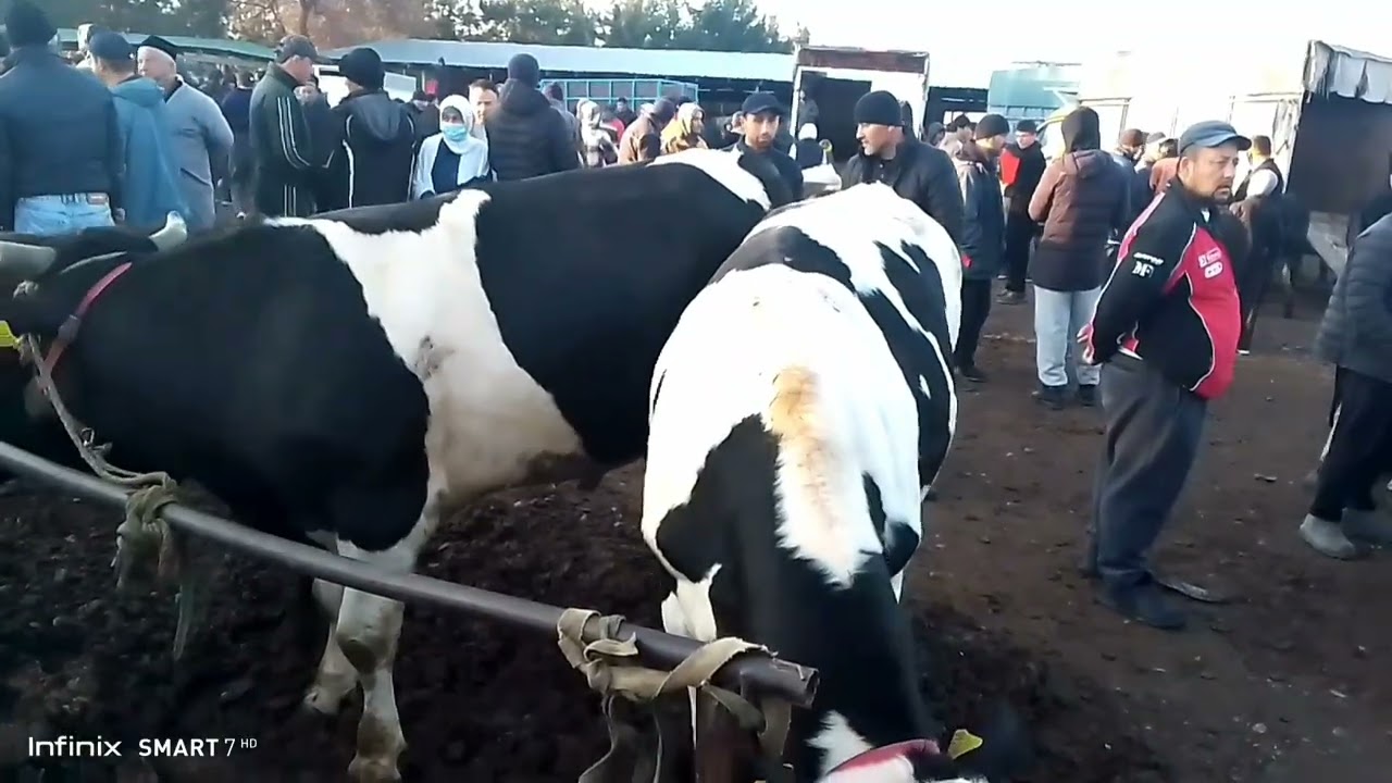 Молбозори Чузи Буз Гусфанд Гов Ашёхои зиндаги 27 02 26 