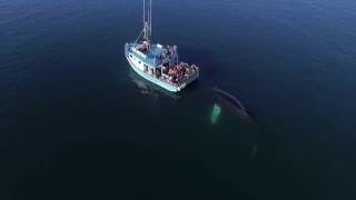 Very Close Humpback Whales By Drone Sept2016