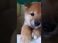うちに来てまだ、0.5ヶ月も経ってないのに倍以上の時間を過ごしてるような感覚❣️毎日が成長と発見でめまぐるしい😌生後1ヶ月ちょっとで待てとおてができるようにまでとて #shorts