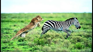 AFRICAN WILD ANIMALS HUNTING PREY VIDEOS COMPILATION 2021 [HD] by LETS ANIMALS 107 views 2 years ago 13 minutes, 6 seconds