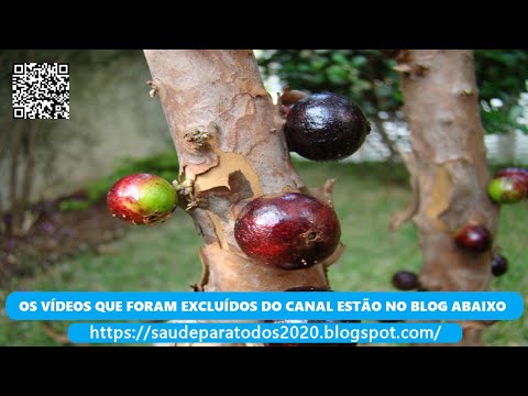 casas ruas Jabuticaba ( Myrciaria cauliflora ) serve para ajudar a combater o colesterol alto