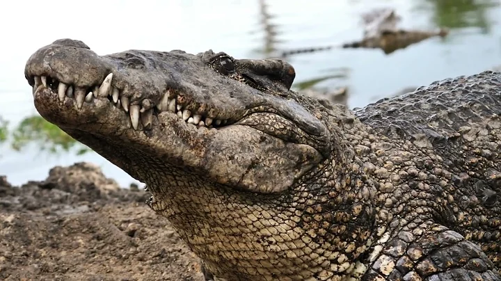 Steve’s Wildest Croc Encounters | The Crocodile Hunter | Animal Planet Crocodile Comes When Called