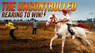 New Horse Racing Video 2026 | Highlights | Trending Horse Racing Video 2026 @marwarihorselovers