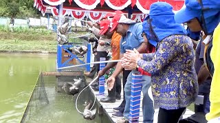 Sukses Panen Raya Ikan di Paniai, Begini Ceritanya!