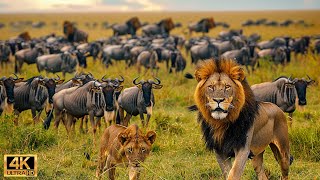 Our Planet | 4K African Wildlife - Great Migration from the Serengeti to the Maasai Mara, Kenya #93