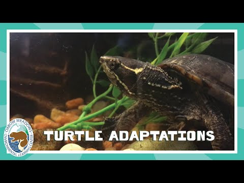 Turtle Adaptations