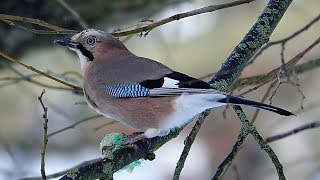 Sojka obecná (Garrulus glandarius) Eurasian jay, Сойка, Eichelhäher, Sójka zwyczajna, Sojka obyčajná