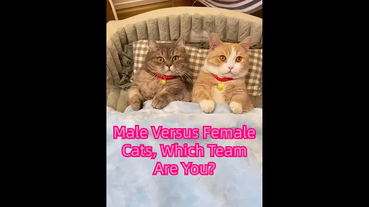 Watch the video about Male Versus Female Cats, Which Team Are You?