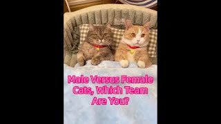 Male Versus Female Cats, Which Team Are You?