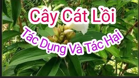 TÁC DỤNG CỦA CÂY CÁT LỒI ( MÍA DÒ )/ NHỮNG LƯU Ý KHI SỬ DỤNG ||@vyna9824