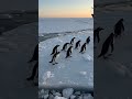 who will join penguins on ice walk in Antarctica