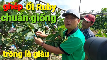 Chia sẻ kỹ thuật nhân giống ổi Ruby 💥Trung tâm cây giống 💥
