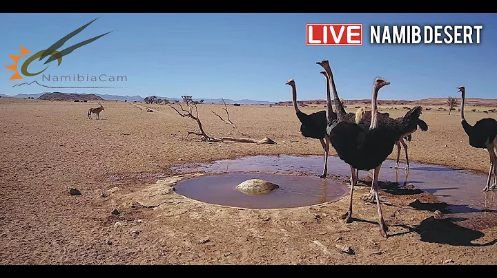 Namibia: Live stream in the Namib Desert