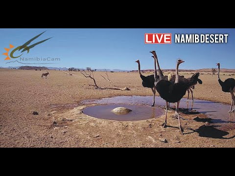 Namibia: Phát trực tiếp ở sa mạc Namib