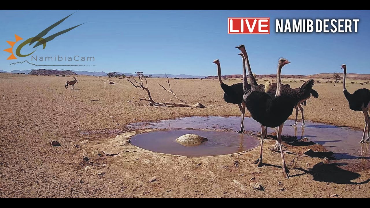 Namibia Live stream in the Namib Desert