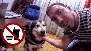 ЗАПРЕЩЁННАЯ ЕДА ДЛЯ СОБАК ЗАПРЕЩЁННАЯ ЕДА ДЛЯ СОБАК