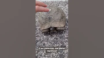 А вы слышали, как шипит черепаха?