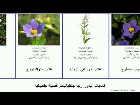 كاسيات البذور رتبة جنطيانيات فصيلة جنطيانية جنطيانا عشرب  كوشاد ربيعية ترافنكوري 