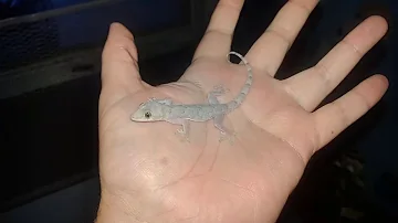 Can you tame a wild house gecko?