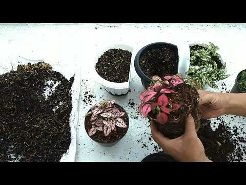 Video: Houseplant Repotting - Mga Tip Para sa Repotting Houseplants