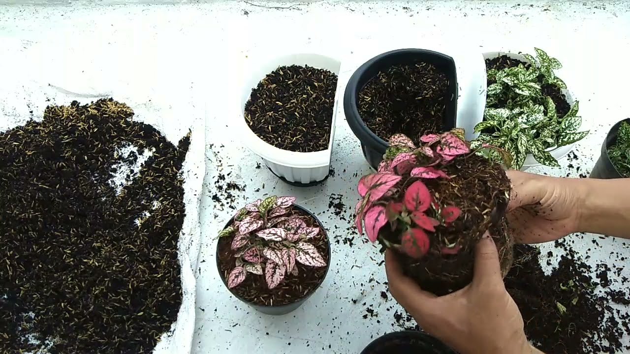 How to Change Soil indoor Plants Gardening Tips