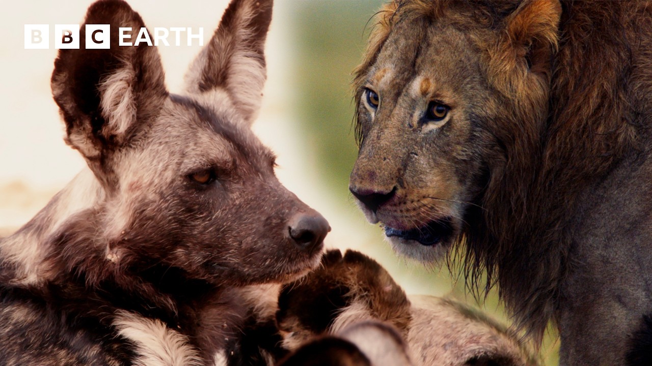 Extraordinary Big Cat Moments