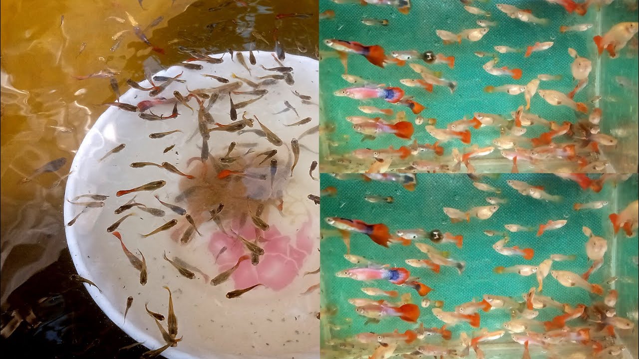 How to Breed Guppy fish/how to care Guppy fry/ কিভাবে গাপ্পি মাছের
