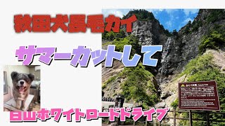 Download Lagu 秋田犬長毛カイはサマーカットしても暑いからドライブ MP3 Download Lagu 秋田犬長毛カイはサマーカットしても暑いからドライブ MP3