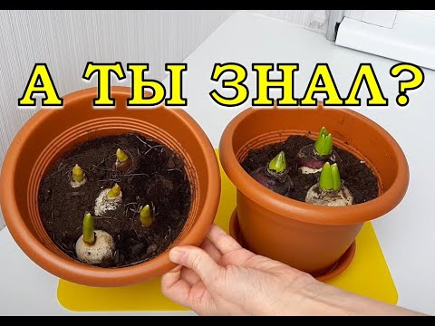 Что делать с луковицами ТЮЛЬПАНОВ после 8 марта?🌷🌷🌷