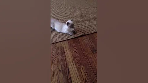 Watch the video about Munchkin kitty plays with rug ★ kinkalow kitten
