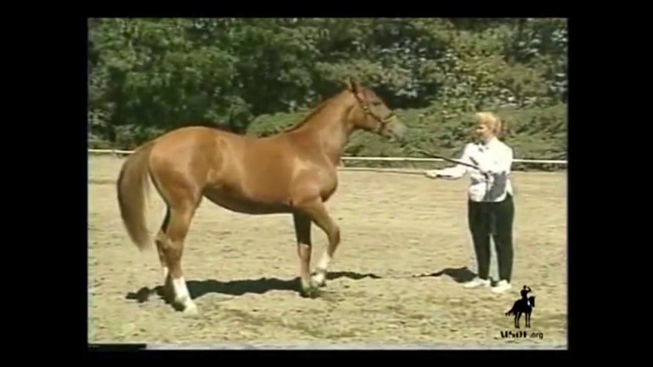 Sport Horse InHand Training Exercises YouTube