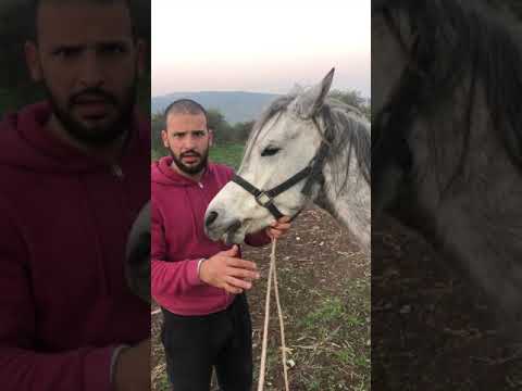 حصاني ياكل ولا يسمن