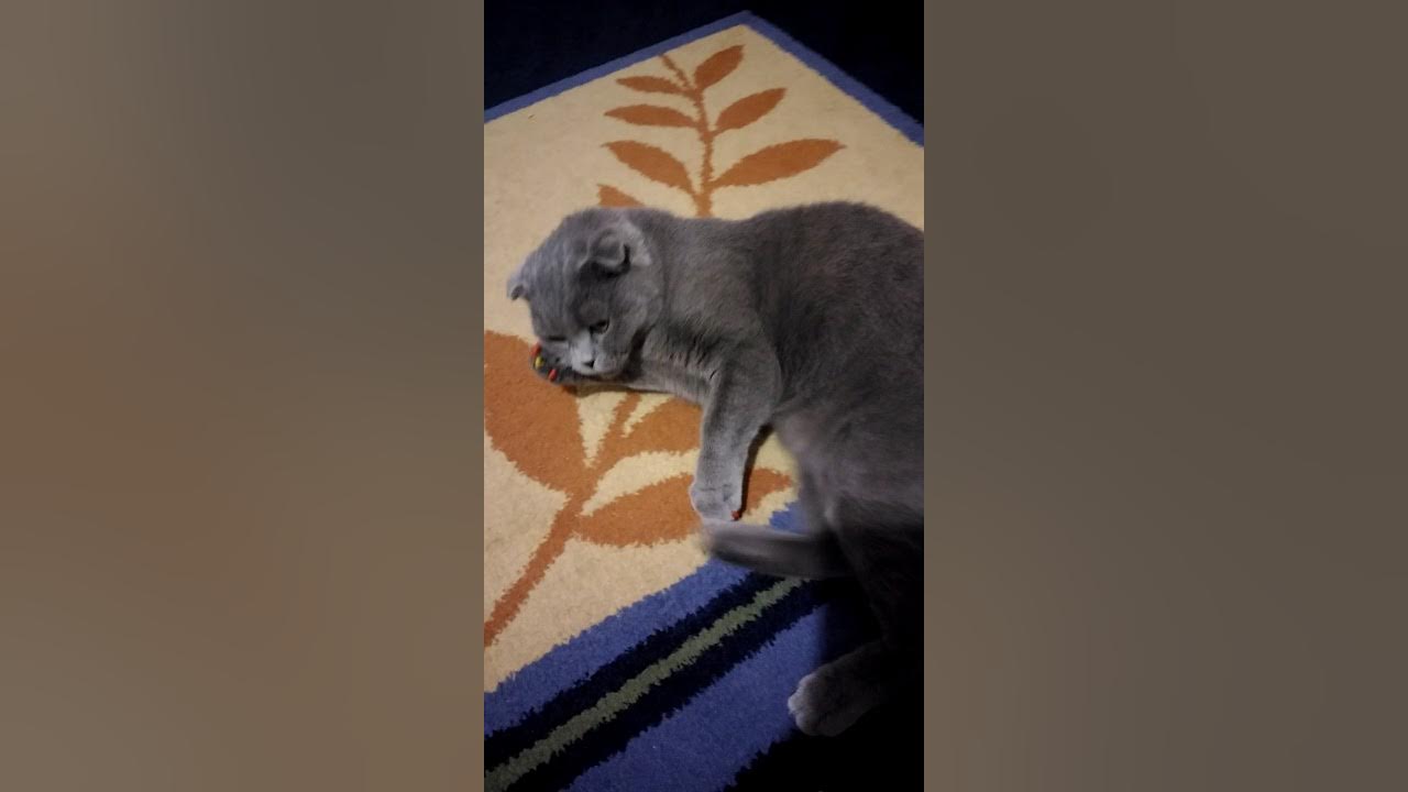 Шотландская вислоухая течка. Беременность шотландской кошки. Шотландская вислоухая течка. У кочешки течка. Шотландская вислоухая течка.