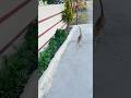 Ladli minku 😘🧿 #viralvideo #animallife #trending #cat #catvideos #shorts #minku #facts