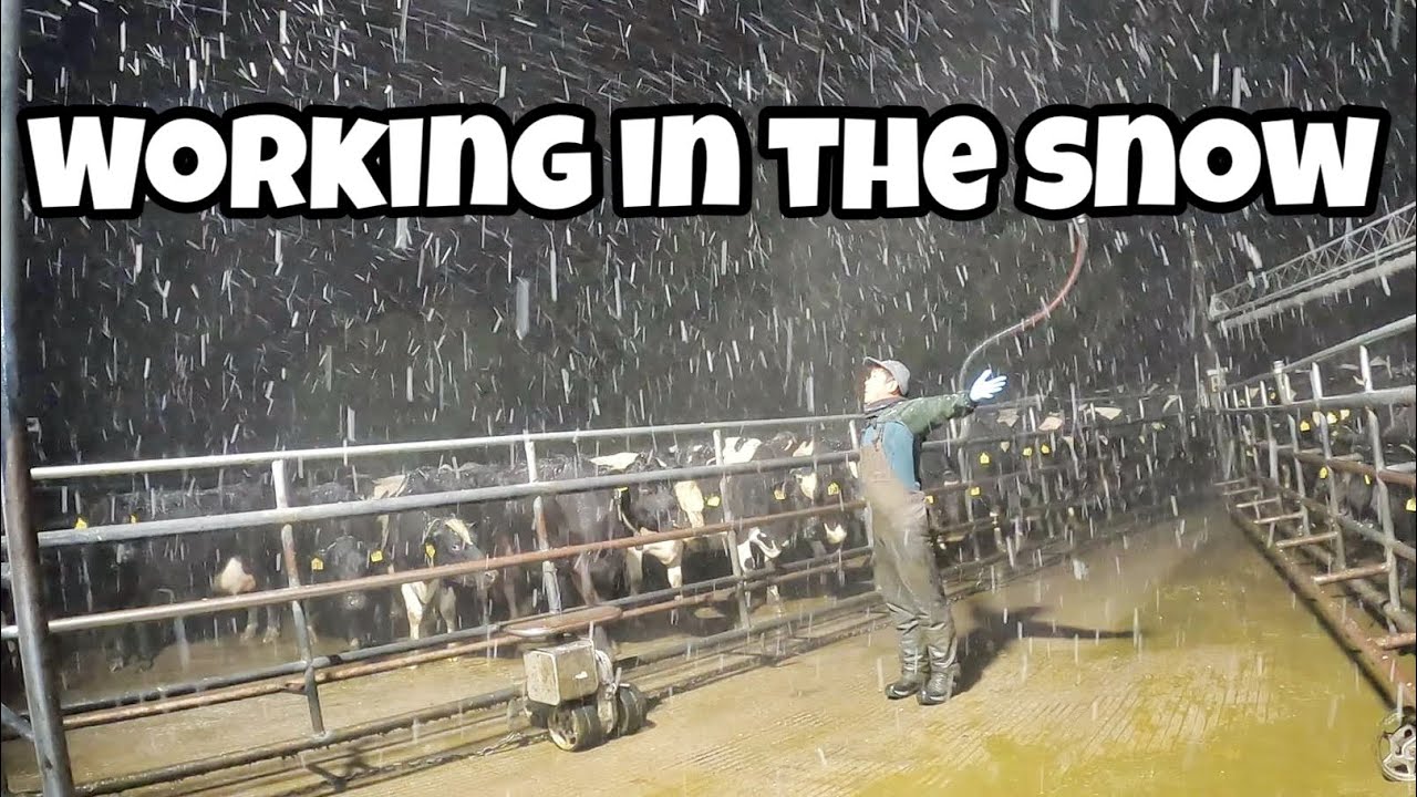 Nag Snow sa Farm! ❄️🥶 || Buhay Dairy Farmer in NZ 🇳🇿 || by John Paul Cunanan