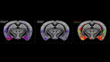 Mapping Social Behavior-Induced Brain Activation at Cellular Resolution in the Mouse