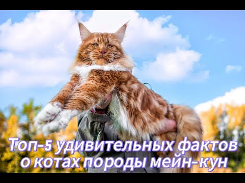 Кошки Мейн-Кун: Раскрыты