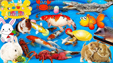 Na TV Bắt Chú Cá Sấu Hung Dữ, Chú Rùa Tinh Nghịch, Chú Thỏ Dễ Thương, Cá Koi, Cua, Chuột, Nhím, Lươn