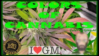ZOLTRIX GROWER - COLORS OF CANNABIS! | AUTOFLOWERS | #ZOLTRIXGROWER #GROWYOUROWN #ORGANIC #EPIC
