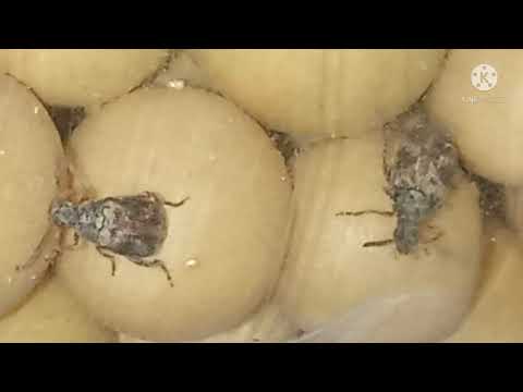Video: Hewan apa yang memakan kedelai?